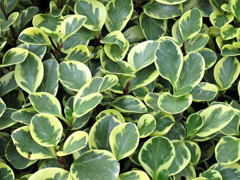 Peperomia obtusifolia outdoors