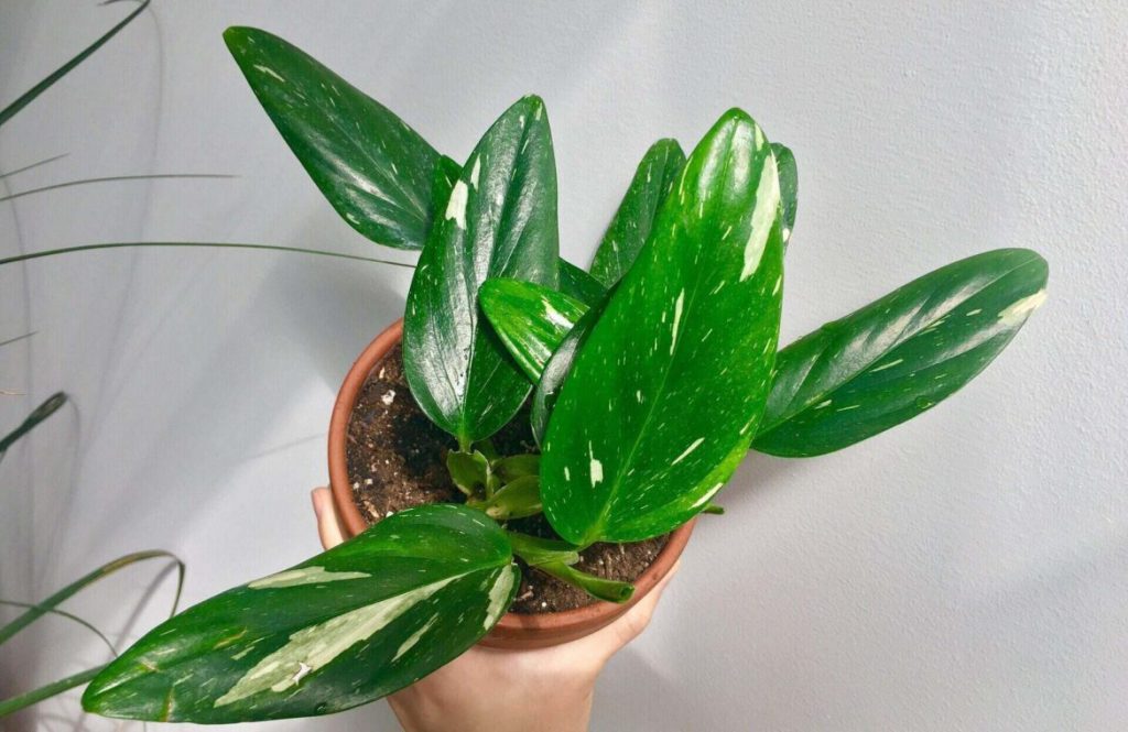 Monstera Standleyana