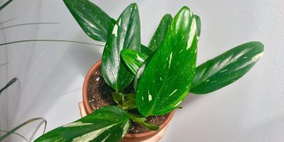 Monstera Standleyana