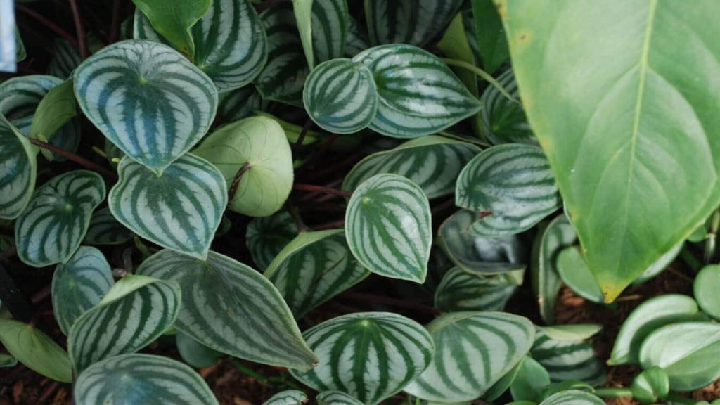 Watermelon Peperomia