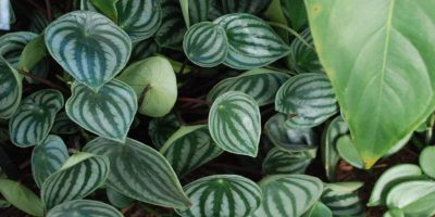 Watermelon Peperomia