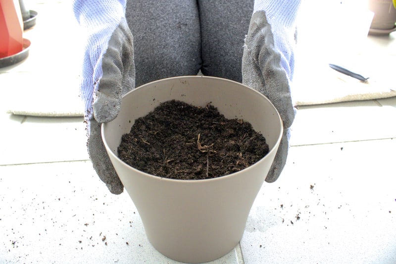 Add fresh soil to the new container