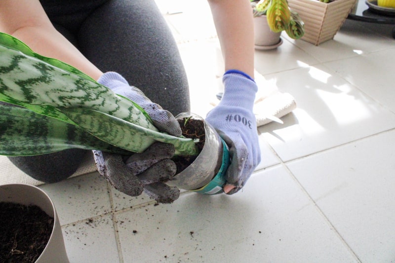 Take the plant out super gently