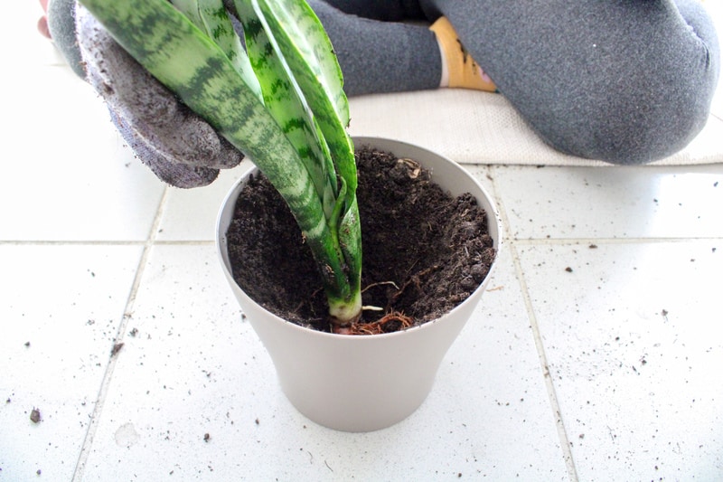 Place the plant into its new home