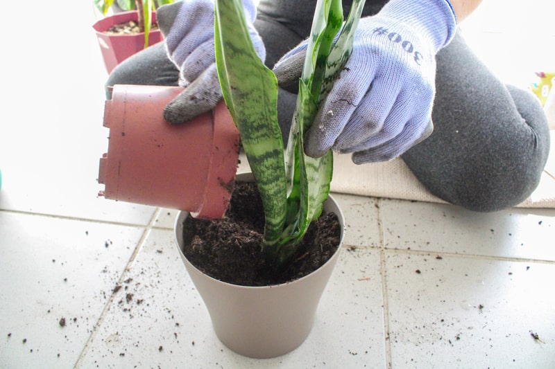 Add the rest of the soil 