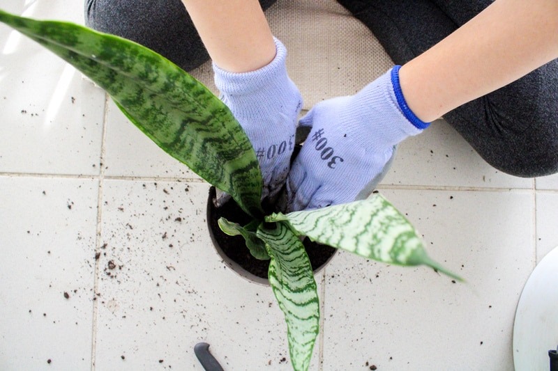 Press the soil to eliminate air pockets