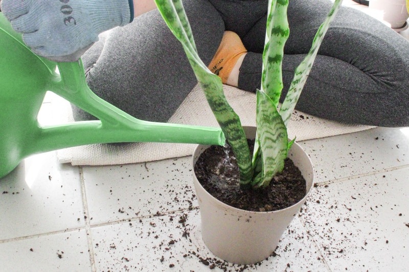Water thoroughly repotted plant