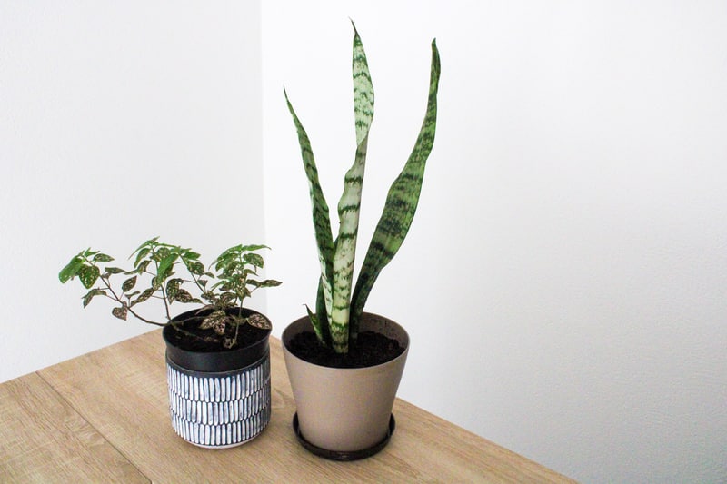 Find a place for the freshly repotted plant 