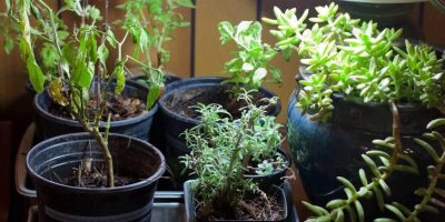 Indoor Plants That Don’t Need Drainage Holes