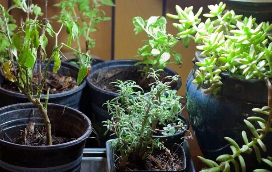 20 Indoor Plants That Don’t Need Drainage Holes