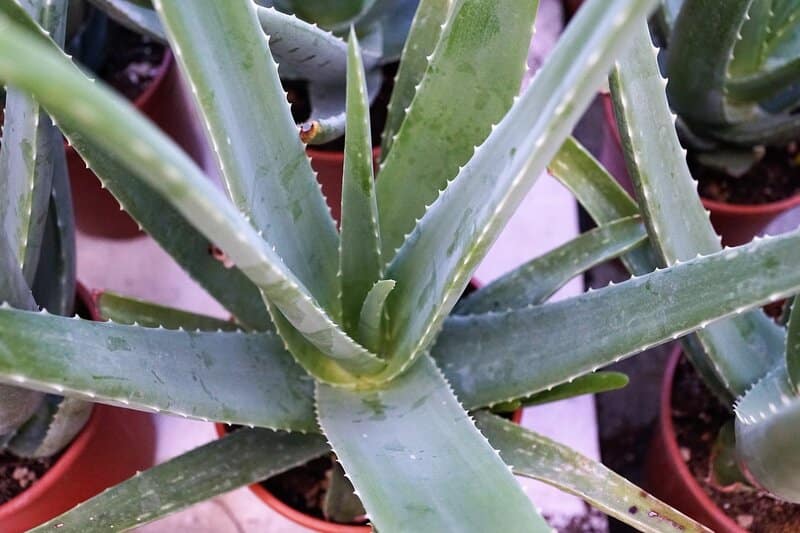 Aloe Vera