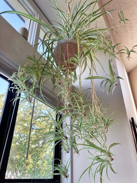 Spider Plant