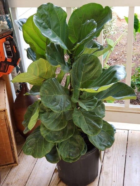 The Fiddle-Leaf Fig