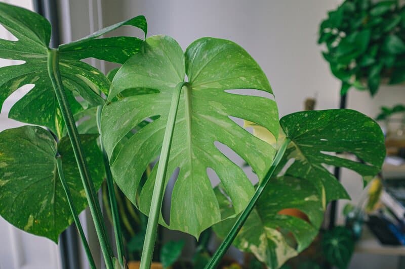 Monstera Deliciosa