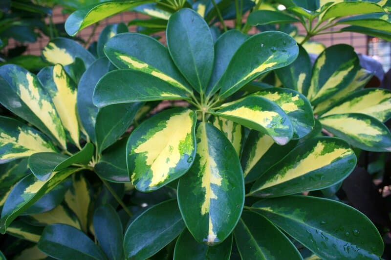 Schefflera