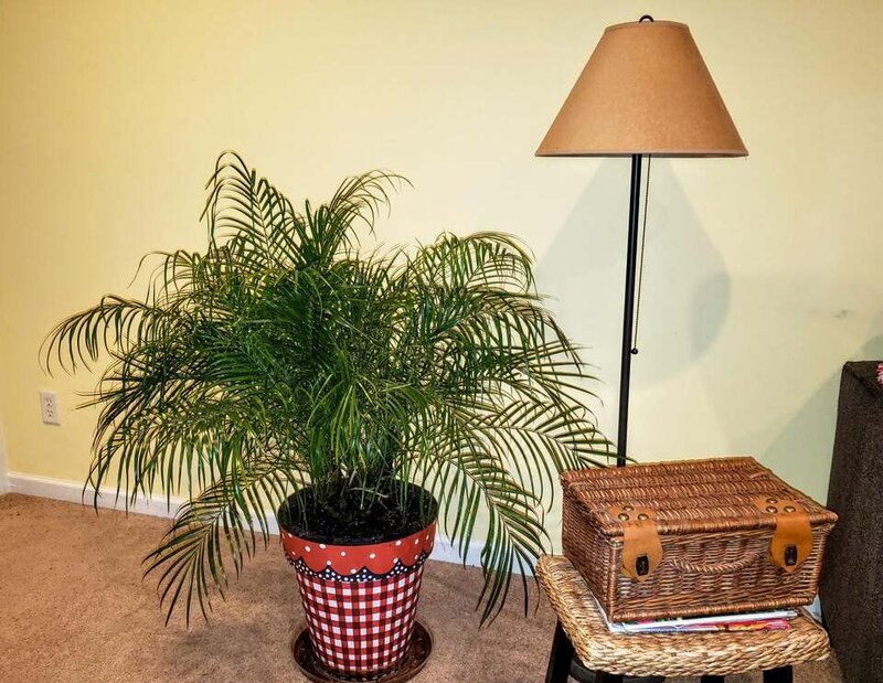 Dwarf Palm