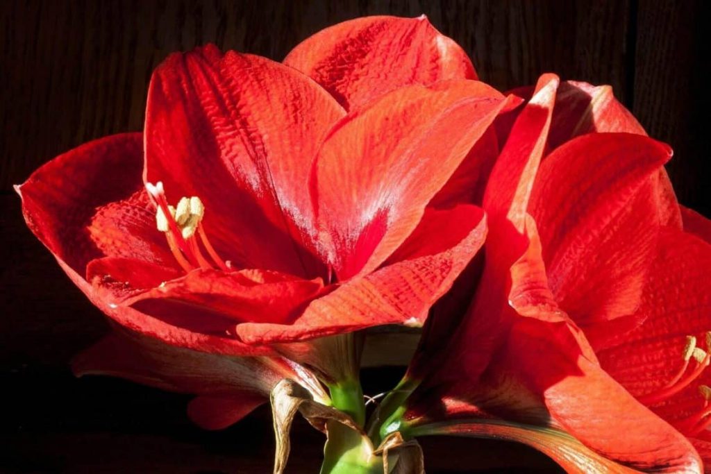 Amaryllis Plant Care Guide