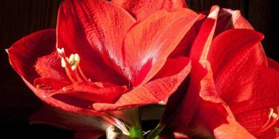 Amaryllis Plant Care Guide