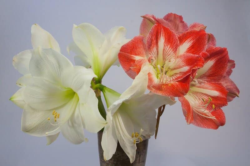 red and white amaryllis