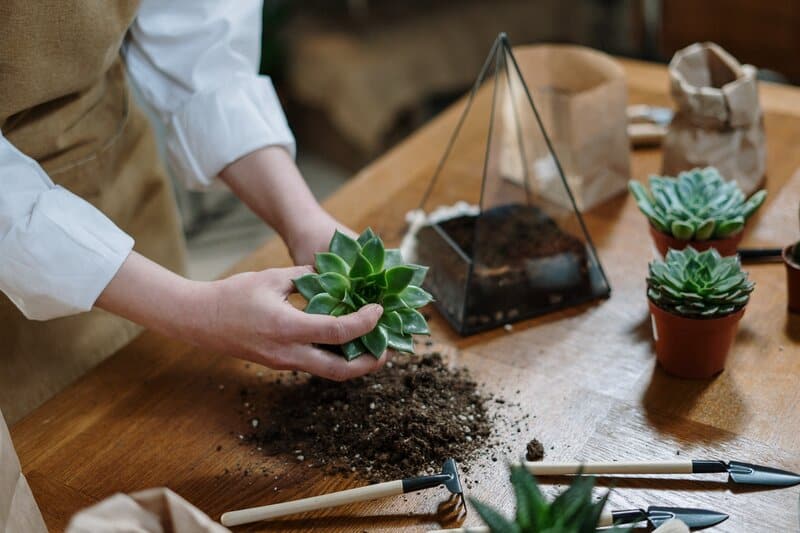 How to Know Potting Soil is Bad