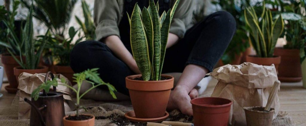 Reusable Potting Soil