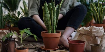 Reusable Potting Soil