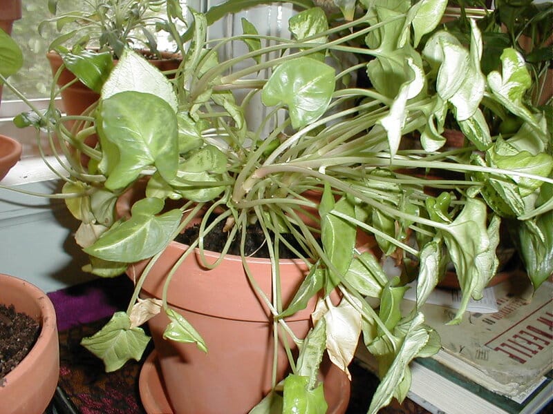 Wilted Houseplant