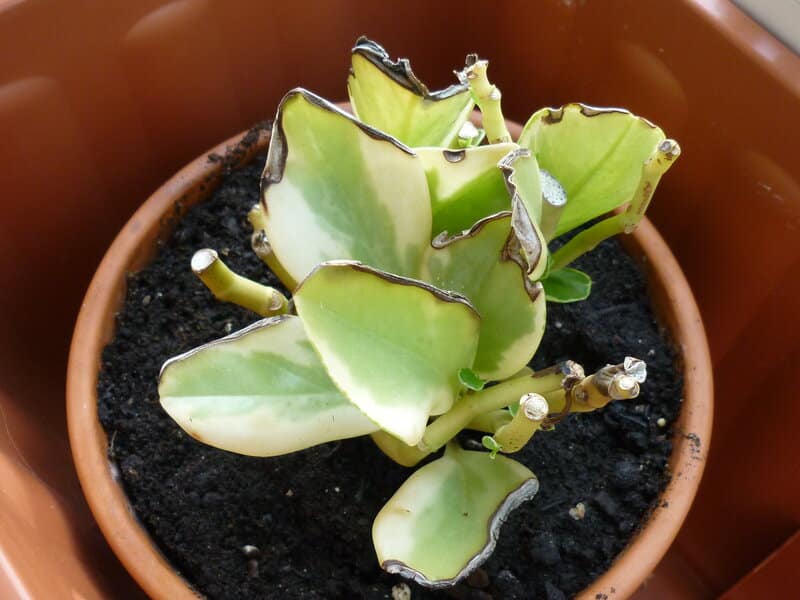 Peperomia Plant Common Problems