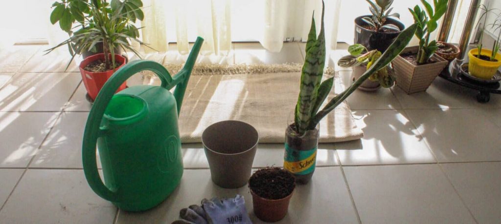 how to repot a plant