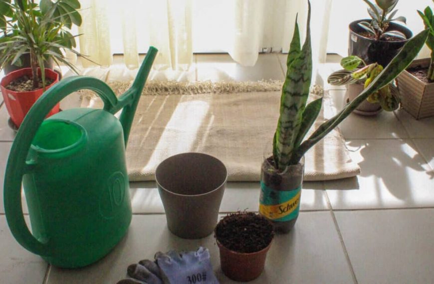 How to Repot Plants – 13 Beginner – Friendly Steps