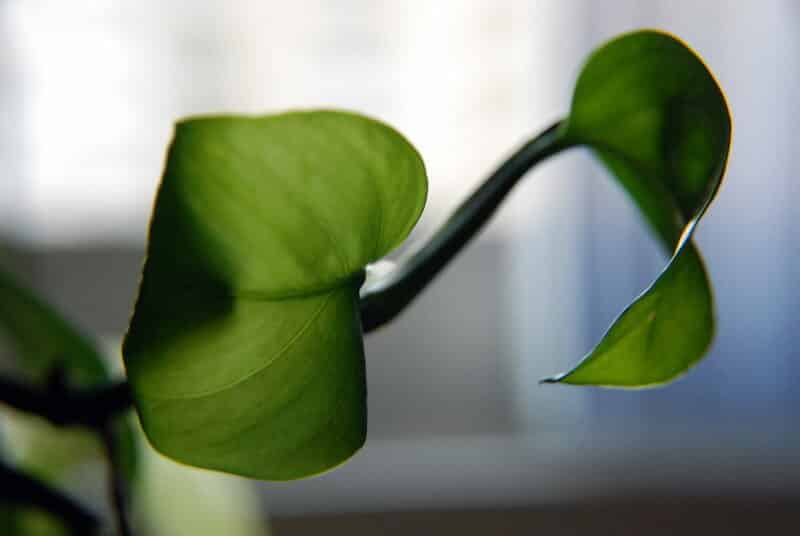 Philodendron