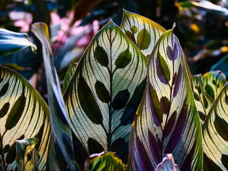 Peacock Plant - calathea makoyana