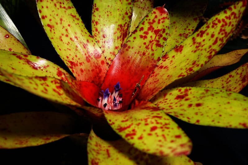 Bromeliad