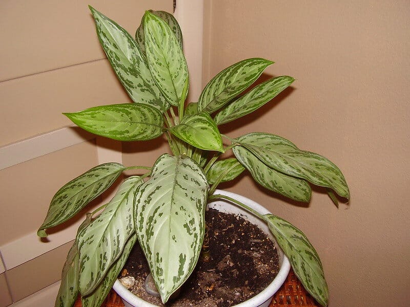 Chinese Evergreen Plant