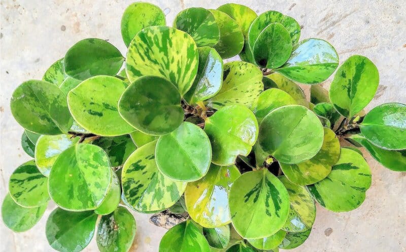 Peperomia Obtusifolia