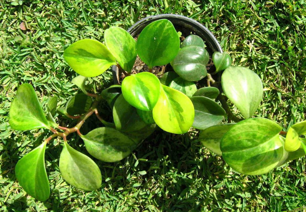 Peperomia Plant Care Guide