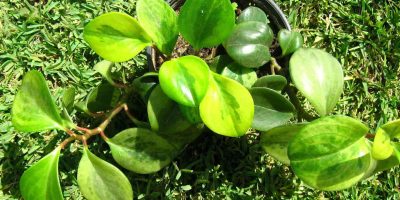 Peperomia Plant Care Guide