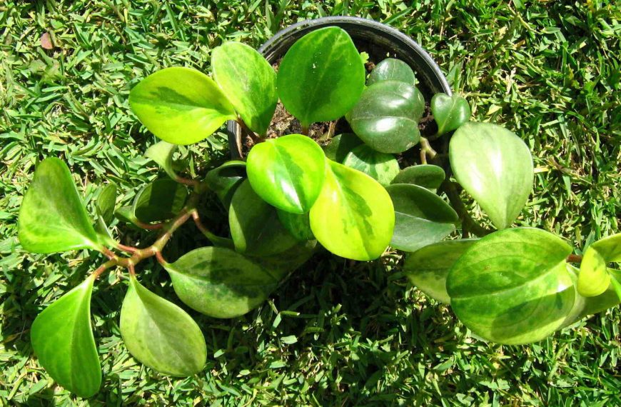 Peperomia Plant Care