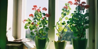 Overwatering House Plants
