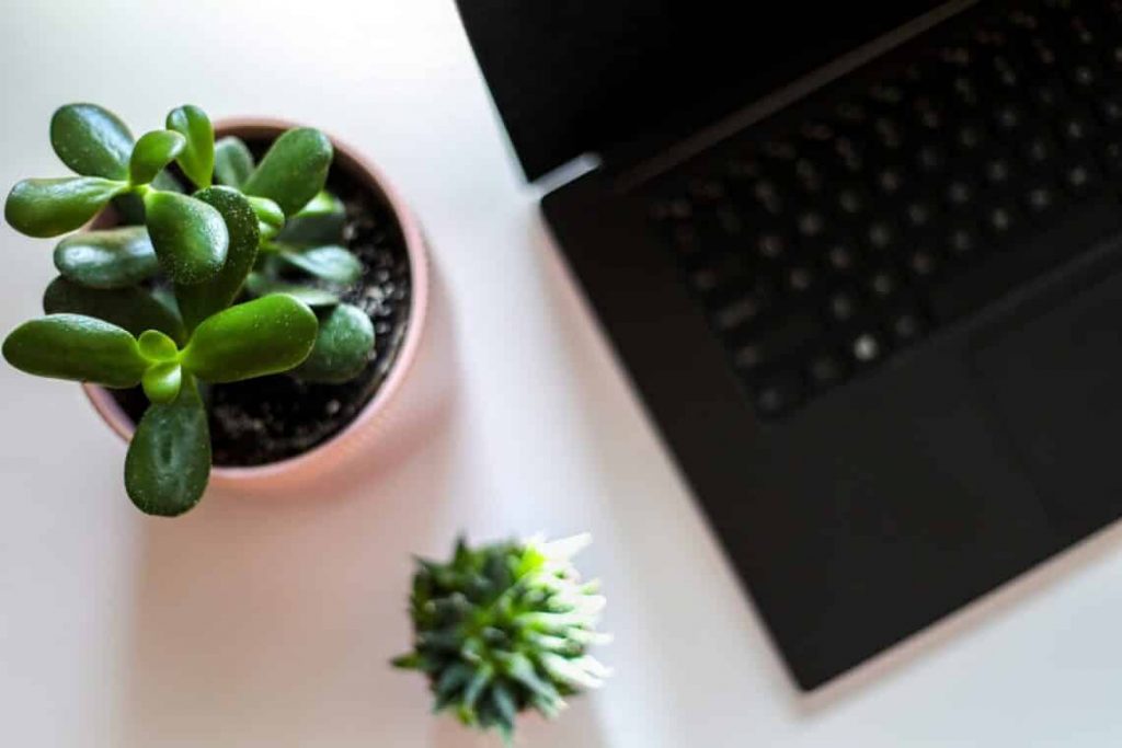 19 Best Plants for Office without Windows
