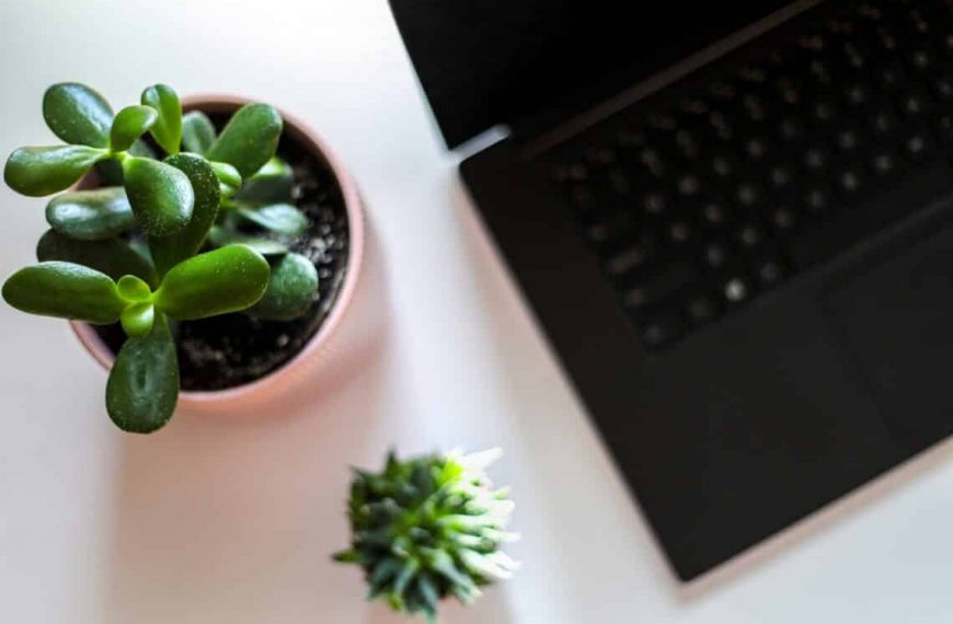 19 Best Plants for Office without Windows