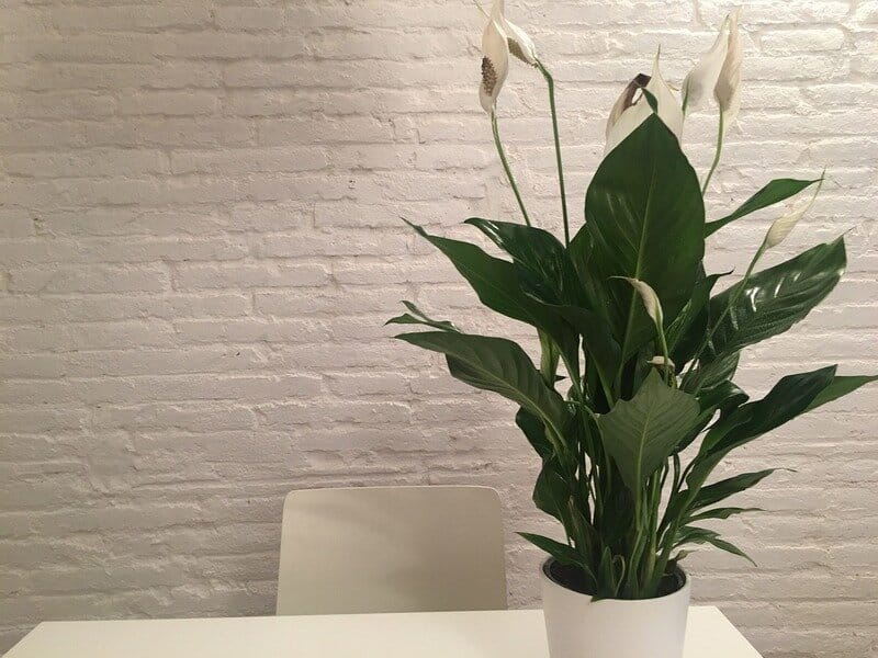 peace lily