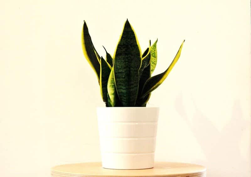 sanseveria