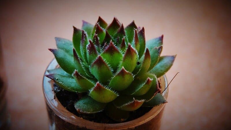 sempervivum