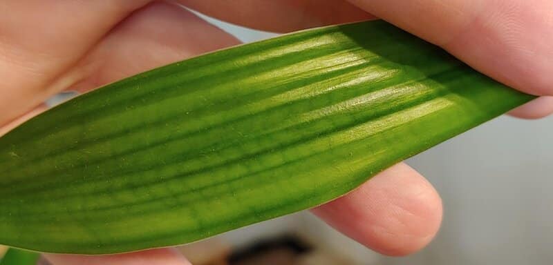 Revive Bamboo Leaves