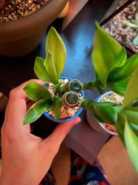 Lucky Bamboo Turning Yellow