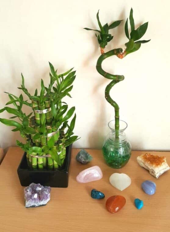 Prevent Bamboo Plant Yellow Leaves