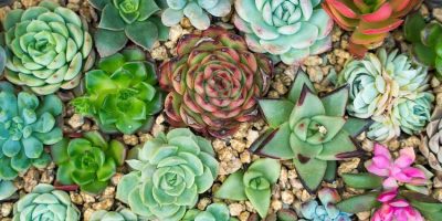 Black spots on succulents: Identification, Reasons & Cure