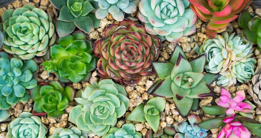 Black spots on succulents: Identification, Reasons & Cure