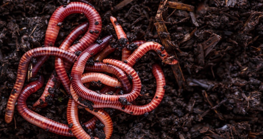 Compost worm